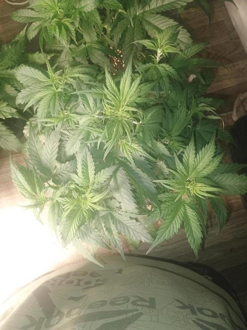 Orange cookies auto. Week 4