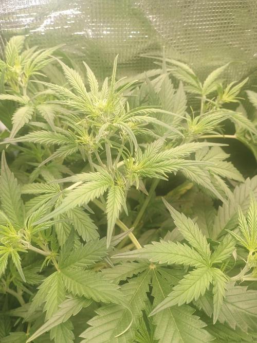 Orange cookies auto. Week 4