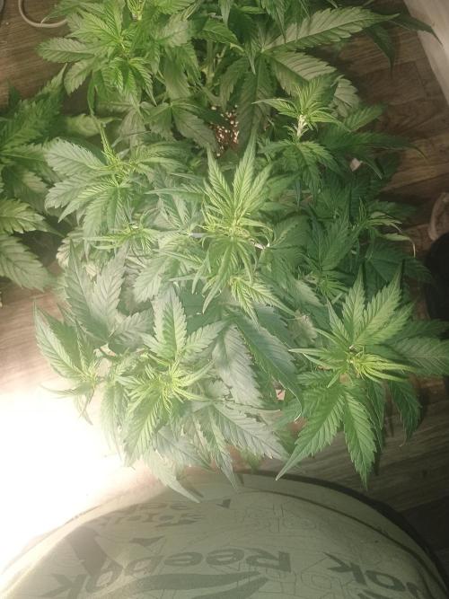 Orange cookies auto. Week 4