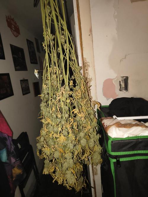 Blue dream auto. Week 14