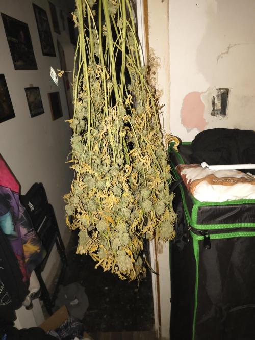 Blue dream auto. Week 14