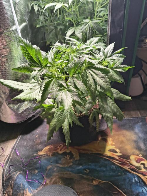 Cosmic cupcake auto. Week 5