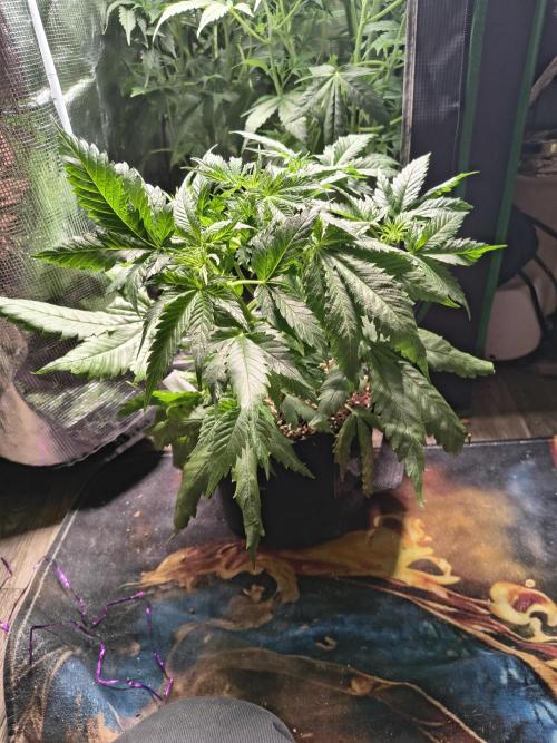 Cosmic cupcake auto. Week 5