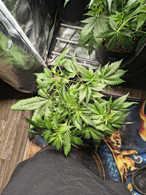 Cosmic cupcake auto. Week 5