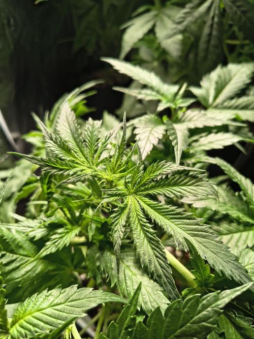 Cosmic cupcake auto. Week 5