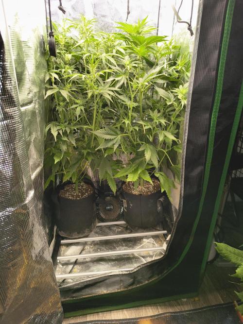 Orange cookies auto. Week 5