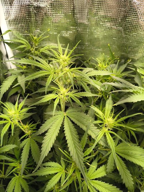 Orange cookies auto. Week 5