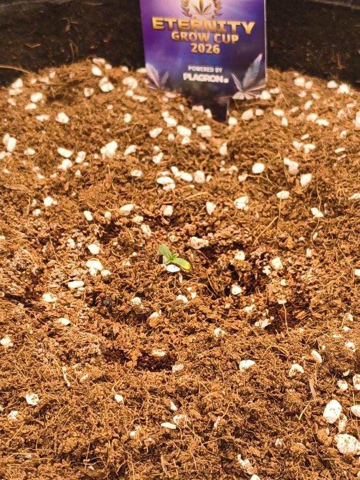 Sticky broccoli auto. Week 0