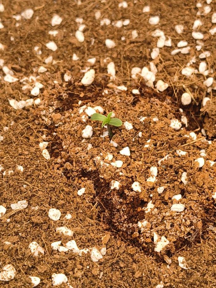 Gelonade auto. Week 0