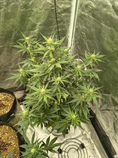 Orange cookies auto. Week 6