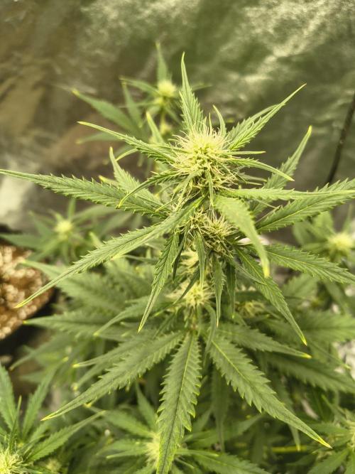 Orange cookies auto. Week 6