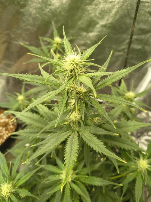 Orange cookies auto. Week 6