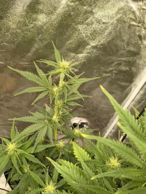 Orange cookies auto. Week 6