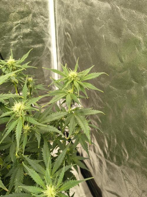 Orange cookies auto. Week 6