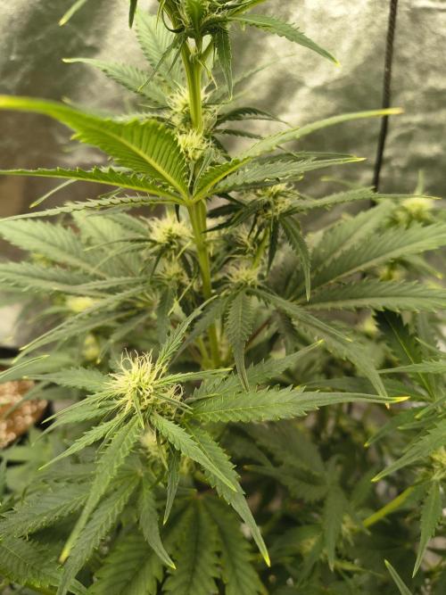 Orange cookies auto. Week 6