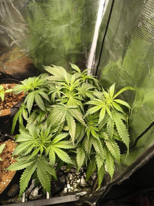 Cosmic cupcake auto. Week 6