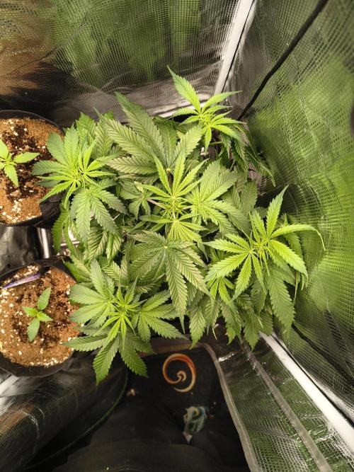 Cosmic cupcake auto. Week 6