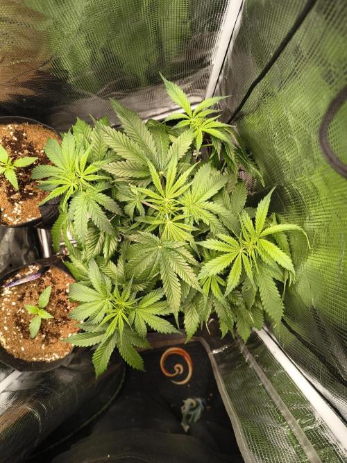 Cosmic cupcake auto. Week 6