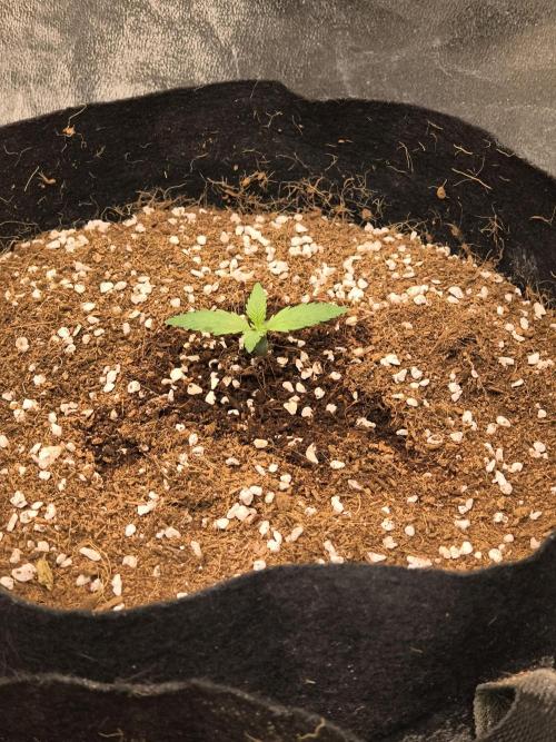 Gelonade auto. Week 1