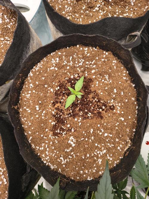 Gelonade auto. Week 1