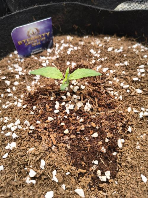 Eternity grow cup. Week 1