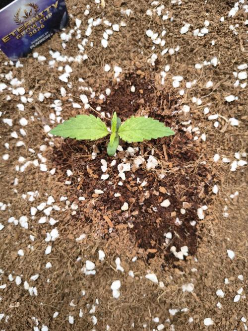 Eternity grow cup. Week 1