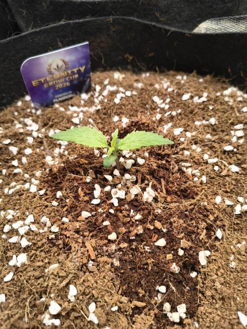 Eternity grow cup. Week 1