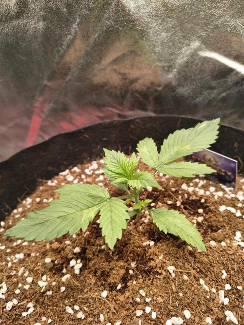 Eternity grow cup. Week 2