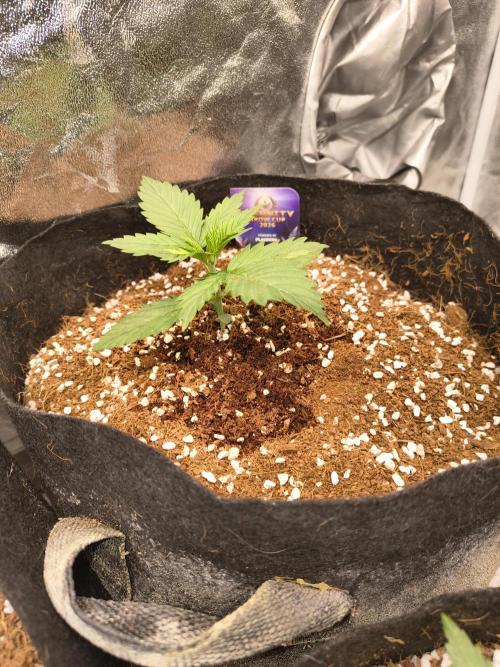 Eternity grow cup. Week 2