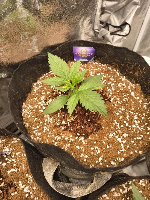 Eternity grow cup. Week 2