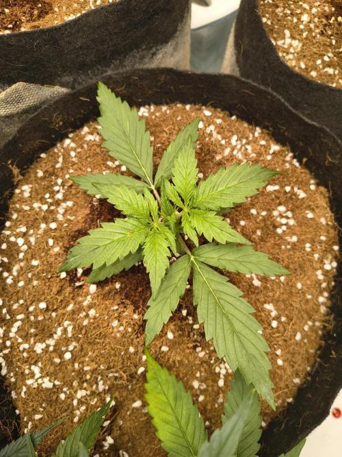 Gelonade auto. Week 2