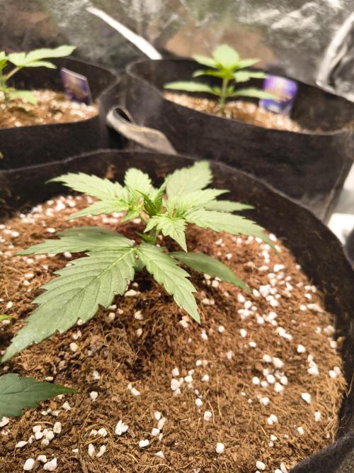 Gelonade auto. Week 2