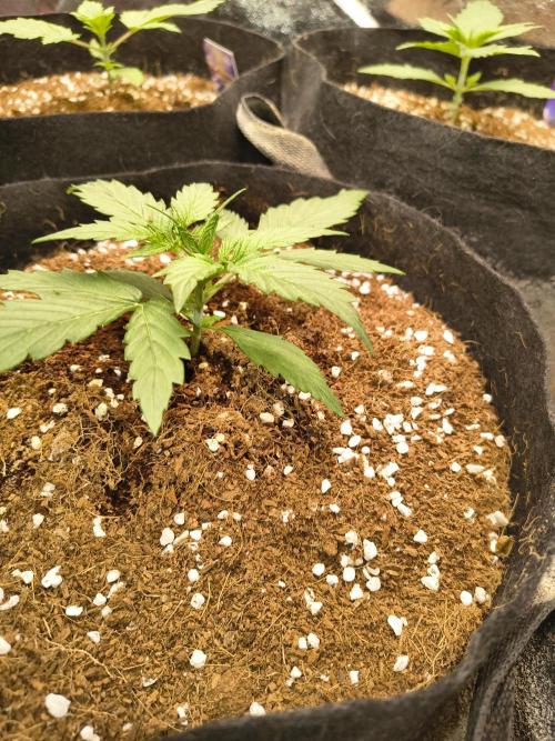 Gelonade auto. Week 2