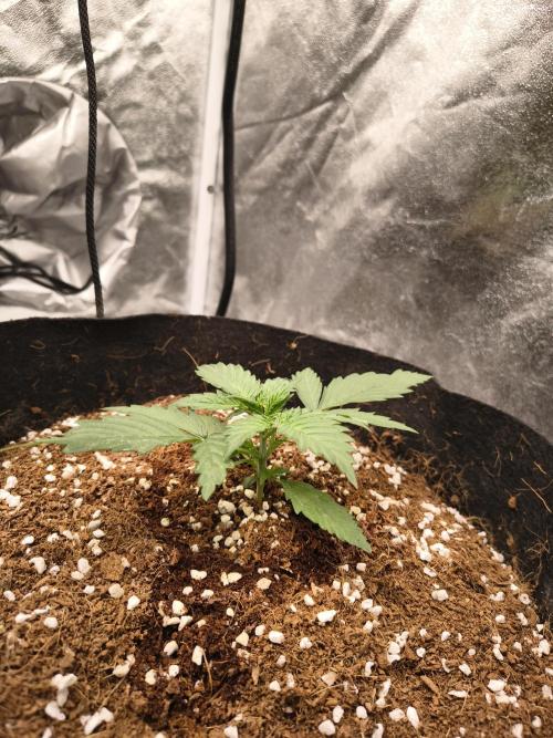 Gelonade auto. Week 2