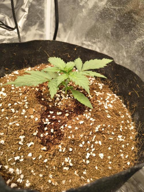 Gelonade auto. Week 2