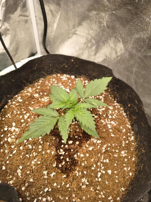 Gelonade auto. Week 2