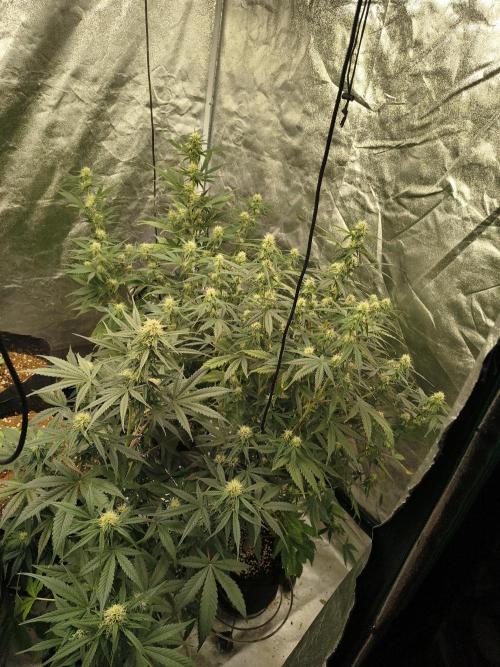 Orange cookies auto. Week 7