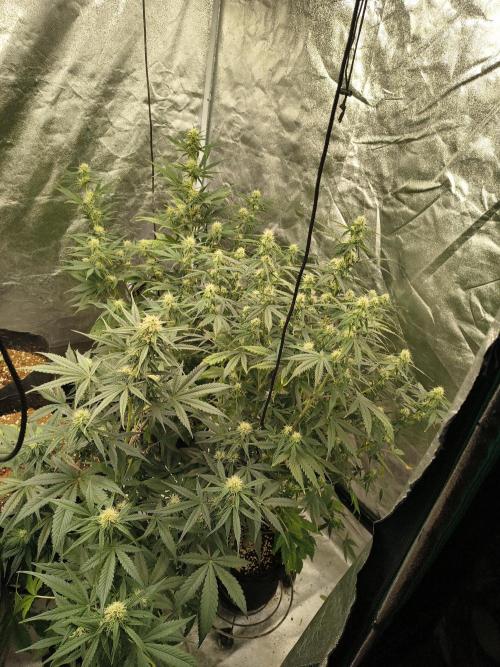 Orange cookies auto. Week 7