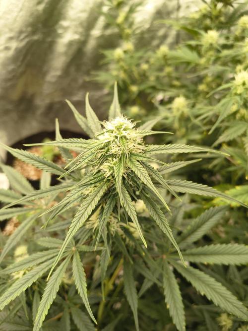 Orange cookies auto. Week 7