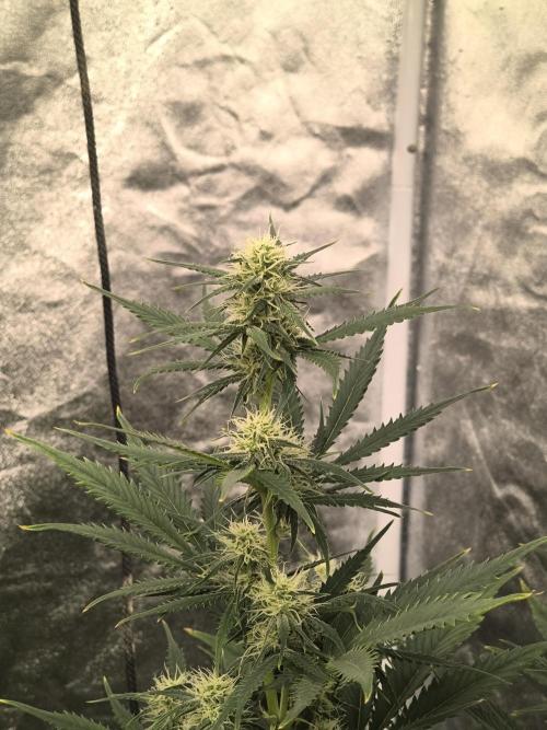 Orange cookies auto. Week 7