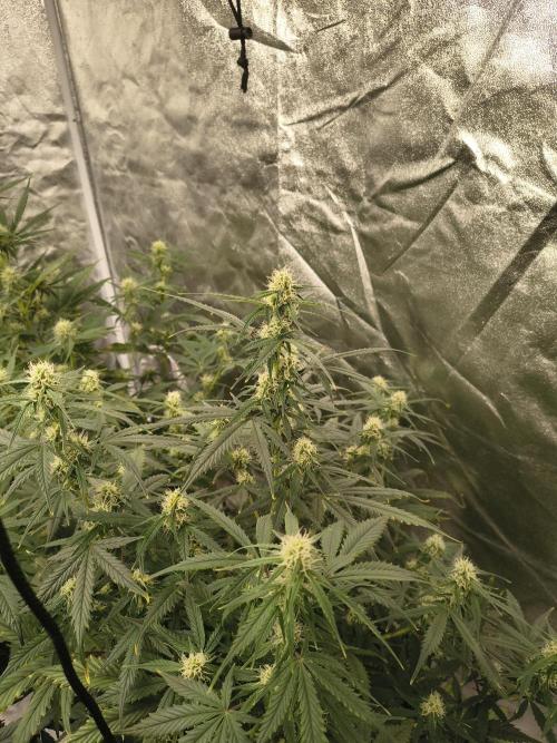 Orange cookies auto. Week 7