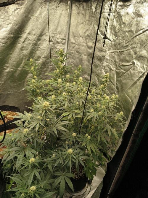 Orange cookies auto. Week 7