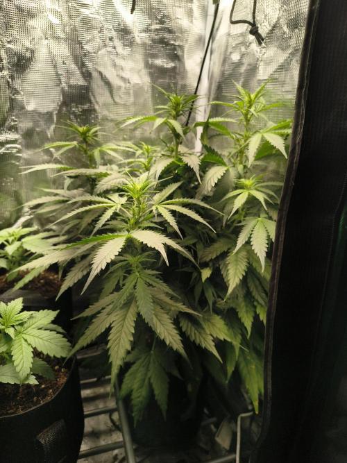 Cosmic cupcake auto. Week 7