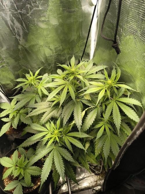 Cosmic cupcake auto. Week 7