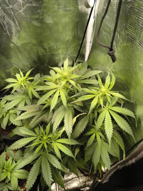 Cosmic cupcake auto. Week 7