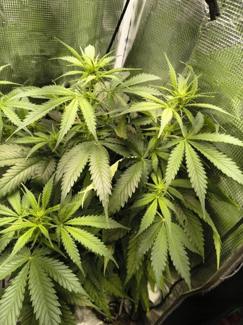 Cosmic cupcake auto. Week 7