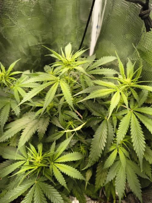 Cosmic cupcake auto. Week 7