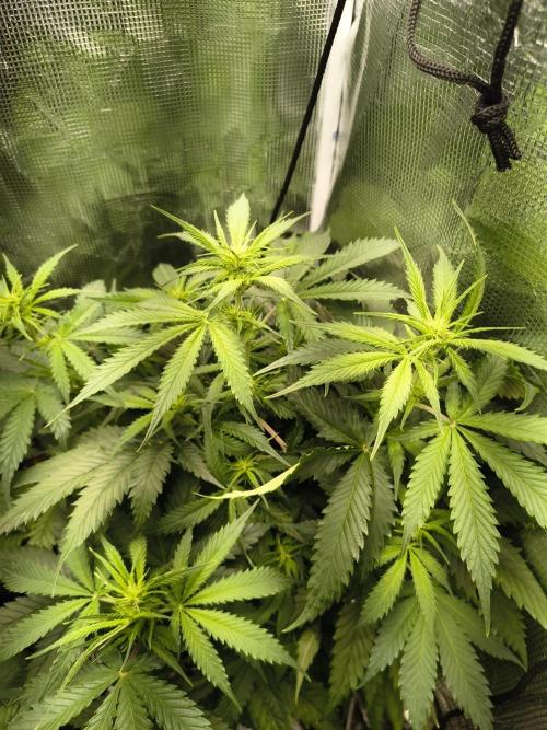 Cosmic cupcake auto. Week 7