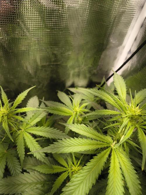 Cosmic cupcake auto. Week 7