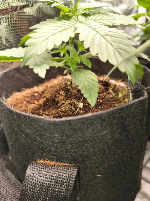 Sticky broccoli auto. Week 2